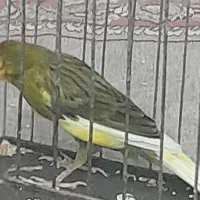 قناری نر|پرنده|تربتحیدریه, پائین ولایت|دیوار