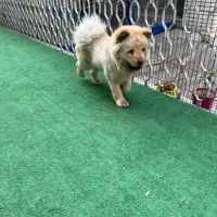 اموزش سگ/ مربی سگ/ تربیت سگ|خدمات آموزشی|نور, |دیوار