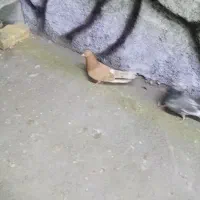 نر زرد روزگاری اصیل.|پرنده|مبارکه, |دیوار