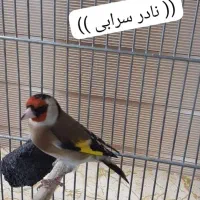 سره قناری و سره دهن ایوب رحمتی