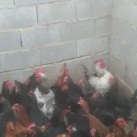 خروس