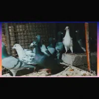 10عدد کبوتر جنگنده|پرنده|داراب, |دیوار