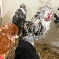مرغ خروس سلطان و لهستانی