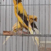 فروش قناری جفت وتک|پرنده|حمیدیا, |دیوار