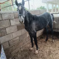 مادیون جوان