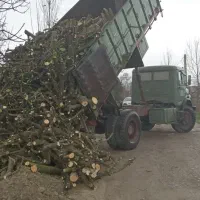 خریدار چوب  پرتقال ونارنج با بروزترین قیمت