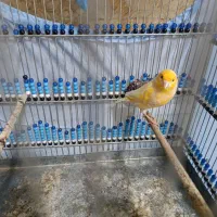 قناری نر و ماده