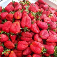 نهال سابرینا|گل و گیاه طبیعی|دلند, |دیوار