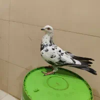 کفتر فروشی فوری|پرنده|شاهرود, |دیوار