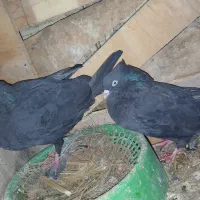 زاغ|پرنده|بم, |دیوار