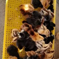 فروش انواع جوجه مرغ محلی و گلپایگان