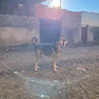 سگ پژدر و روتوایلر