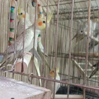 عروس هلندی|پرنده|تهران, منیریه|دیوار
