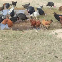 فروش مرغ، خروس و بوقلمون ارگانیک|حیوانات مزرعه|شیراز, شهرک امیر کبیر|دیوار