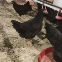 جوجه گلپایگان مرغ خروس سیاه تاقچه 110 روزه جهادی|حیوانات مزرعه|مشهد, ویلاشهر|دیوار