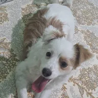 سگ خانگی با هوش معاوضه