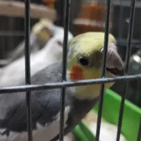 فروش ۴ عروس هلندی نیمه دستی و سرحال ارزان|پرنده|اهواز, کوی شهروند|دیوار