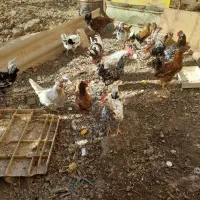 مرغ وخروس گلین