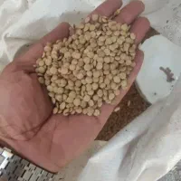 عدس درشت زود پز