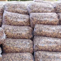 خرما سنگ شکن|حراج|فهرج, |دیوار