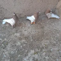 کفتر قلدور زدخوردی