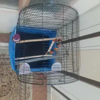 قفس طوطیسانان|لوازم جانبی حیوانات|قم, بنیاد|دیوار