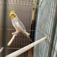 عروس هلندی خاکستری نر|پرنده|تهران, چیتگر جنوبی|دیوار