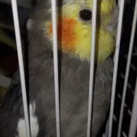 عروس هلندی مولد به همراه جوجه|پرنده|ماهدشت, |دیوار