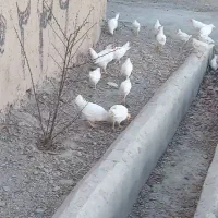 جوجه مرغ و خروس