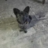 سگ پاکوتاه|سگ|مشهد, خواجه ربیع|دیوار