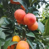 2تن پرتقال تامسون و1تن خونی|حراج|قائمشهر, |دیوار