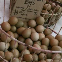 تخم نطفه دار مرغ آمریکایی