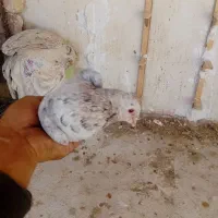 فروش ماده سار