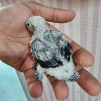 کتوله برزیلی مولد با جوجه رنگ بلک خاص|پرنده|کرمان, |دیوار