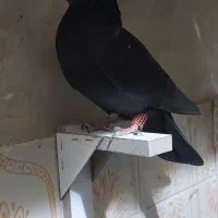 کفتر شهری ،چنگ موشی ،دمبی، طوقی|پرنده|طسوج, |دیوار