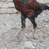 جوجه لاری|حیوانات مزرعه|تربت‌حیدریه, هاشمی‌نژاد|دیوار