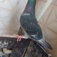 کفتر گمشده