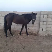 اسب آرام|اسب و تجهیزات اسبسواری|اینچه برون, |دیوار