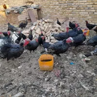 بوقلمون نر و ماده|حیوانات مزرعه|دشتابی, |دیوار