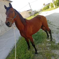 فروش اسب تروبرد