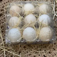 تخم مرغ محلی|خوردنی و آشامیدنی|شیراز, رکن‌آباد|دیوار