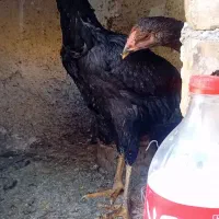 جوجه لاری|حیوانات مزرعه|تربت جام, معدآباد|دیوار