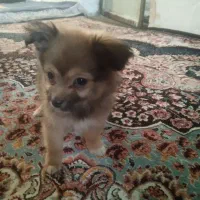 سگ ماده|سگ|خرم‌آباد, |دیوار