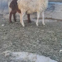 یک عدد بره ماده ساری قولاغ