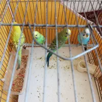 مرغ عشق