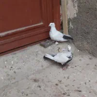 کبوتر ۳جفت کفتر رنگی|پرنده|قمرود, |دیوار