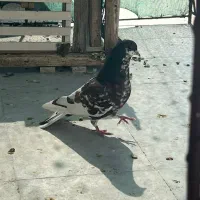 شهری گلدار|پرنده|شیراز, سعدیه جنوبی|دیوار