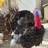 بوقلمون|حیوانات مزرعه|کرج, کلاک پایین|دیوار