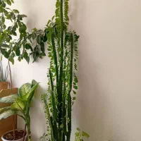 گل های طبیعی زییا|گل و گیاه طبیعی|یاسوج, |دیوار