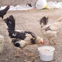 مرغ نژاد دار و جوجه ۵۰ روزه